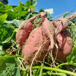 汪汪地瓜園 X 地瓜季開跑囉！